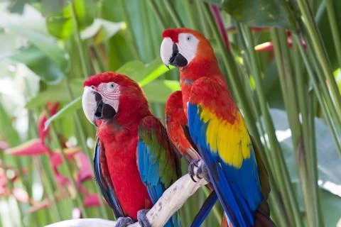Parrots Stock Photos
