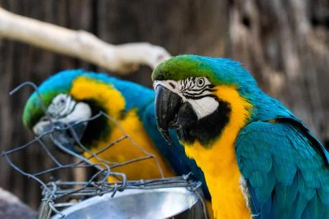 Parrots Stock Photos