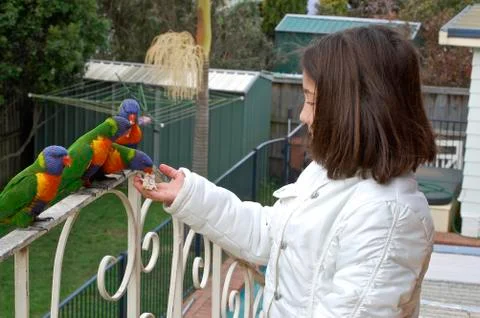 Parrots Stock Photos