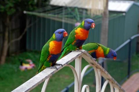 Parrots Stock Photos