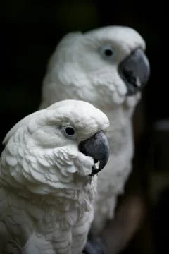 Parrots Stock Photos