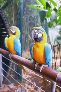 Parrots Stock Photos