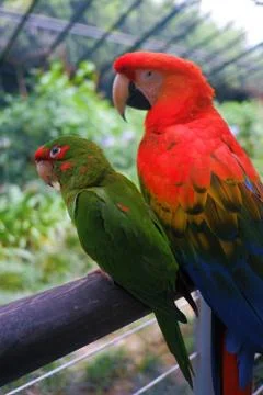 Parrots Stock Photos