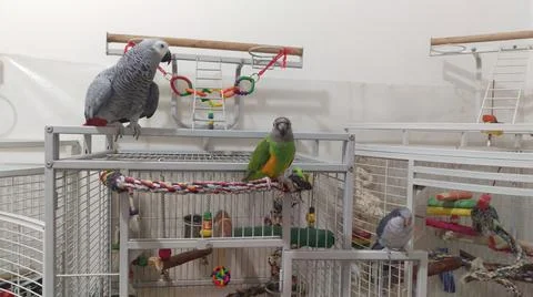 Parrots Stockfoto's