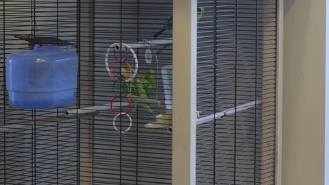 A Parrots Play In The Cage 스톡 동영상 89707501