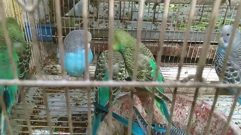 Parrots Play in cages Vídeos de archivo 92769138