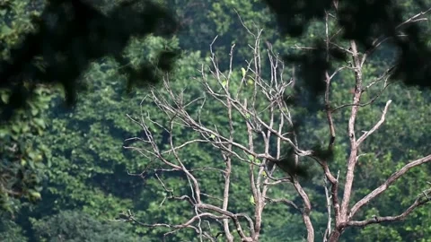 Parrots playfully flying around a tree in Bandhavgarh national park Stock Footage 255366691