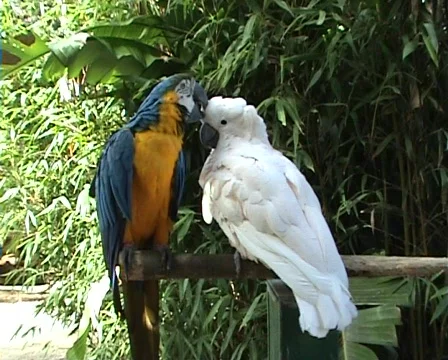 Parrots playing Stock Footage 63171