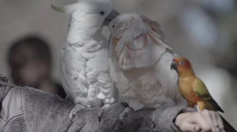 Parrots Playing Together 스톡 동영상 47460078