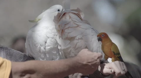 Parrots Playing Together Slow Motion 스톡 동영상 47463227