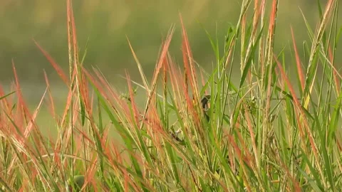Parrots in red rice grass . Stock Footage 143050923
