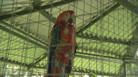 Parrots in Rescue Cage Stock Footage 32631087
