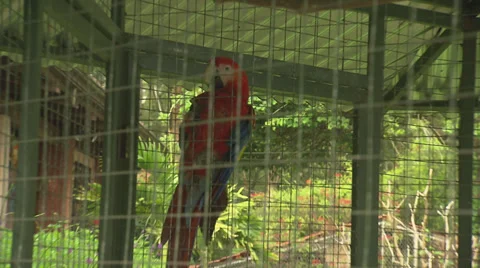 Parrots in Rescue Cage Stock Footage 32631575