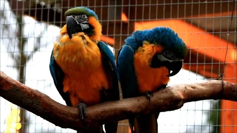 Parrots resting on a branch Stock Footage 80200347