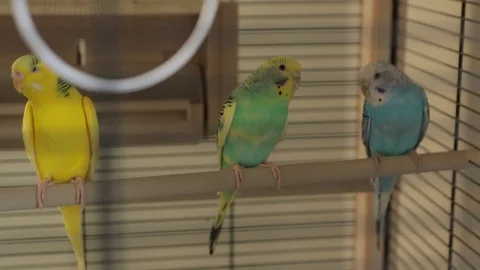 The Parrots the Rests Stock Footage 89827077