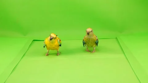 Parrots runs along the path to the camera on a green screen. Stock Footage 102029203