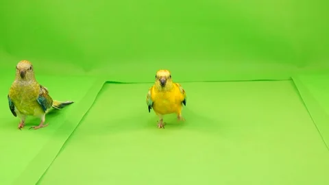 Parrots runs along the path to the camera on a green screen. Stock Footage 102029232