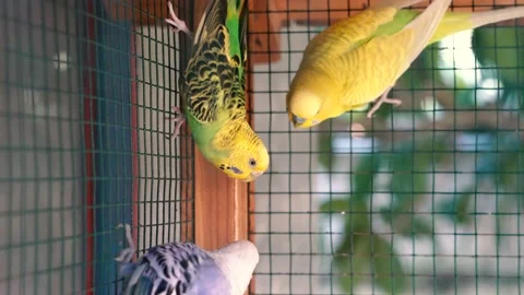 Parrots sit in a cage on a branch 스톡 동영상 220478271
