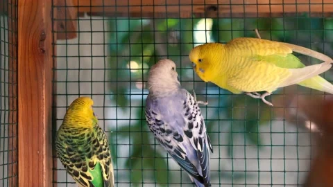 Parrots sit in a cage on a branch Stock Footage 220478291