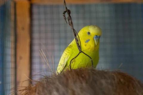 Parrots sit in a cage on a branch Stock Photos