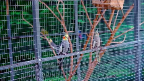Parrots sit in a cage Video stock 138261036