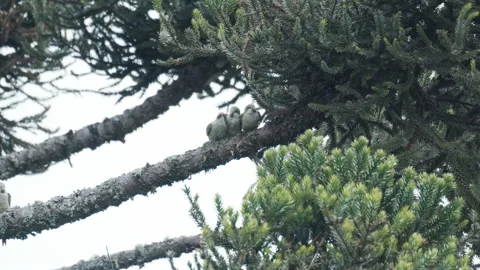 Parrots sit together on the tree Stockbeeldmateriaal 236418112