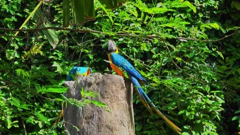 Parrots sit on a tree stump in a green forest Stock Footage 334457854