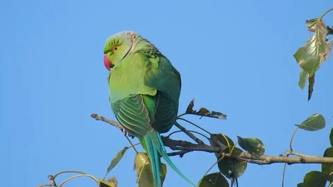 A Parrots Sitting on the Branch Edge of a Tree Stock Footage 148233366