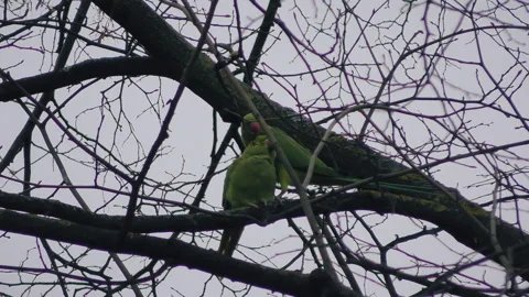 Parrots sitting on a branch. Stock Footage 88064832