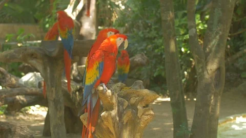 Parrots sitting on a branch Stock Footage 88118697