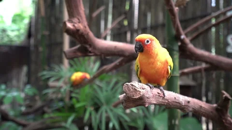 Parrots sitting on branches. Stock Footage 61451561