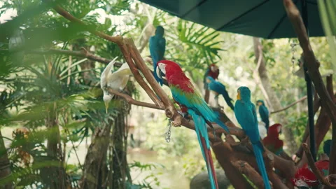 Parrots sitting on branches of tree in rainforest, group of vivid birds in zoo. Video stock 345654766