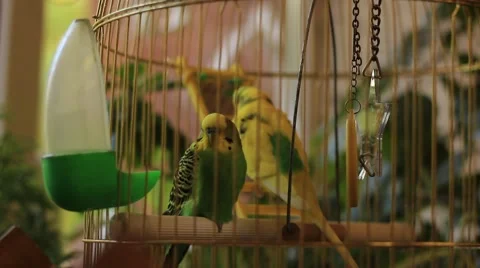 Parrots sitting in the cage Stock Footage 69060985