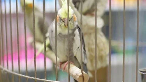Parrots sitting in the cage Stock Footage 81475715