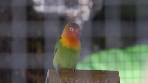 Parrots sitting in cage Stock Footage 83717045