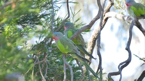 Parrots sitting on tree branches Stock Footage 320449881