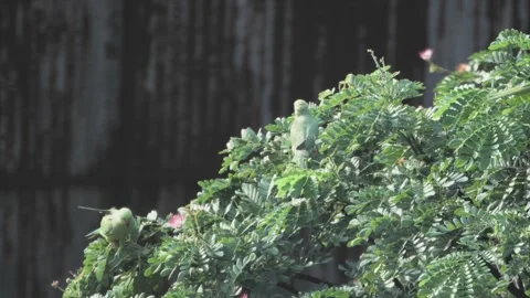 Parrots sitting on tree closeup view Stock Footage 277786981