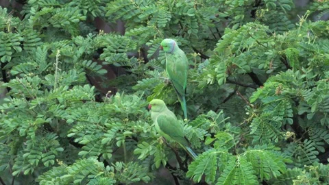 Parrots sitting on tree closeup viewparrots sitting on tree closeup view Stock Footage 277787439