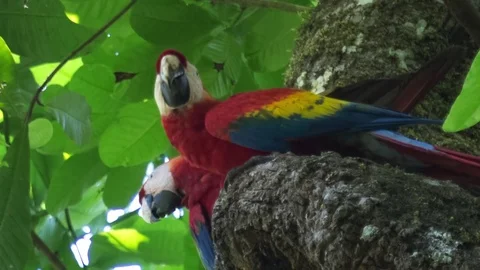 Parrots in the sky Stockbeeldmateriaal 74700410