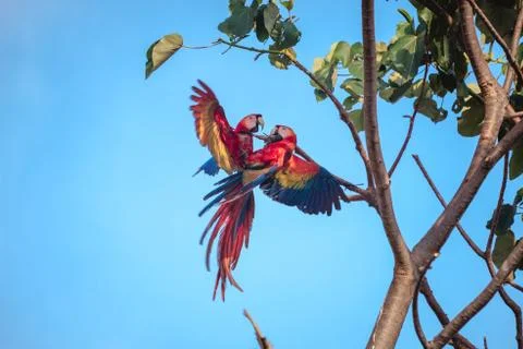 Parrots in the sky Stock Photos