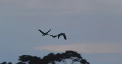 Parrots soar across the evening sky, their silhouettes contrasting against dark Stock Footage 306047282
