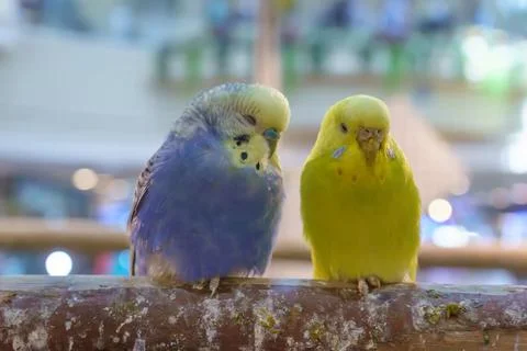 Parrots standing sleep on the timber Stock Photos