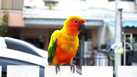 Parrots, Sun Cornure, yellow and green.  Stock Footage 162072333