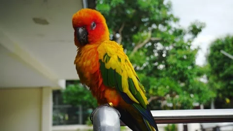 Parrots, Sun Cornure, yellow and green. Parrots are raised independently. 스톡 동영상 162073669
