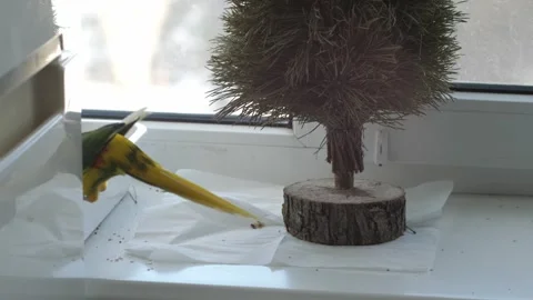 A parrot's tail peeks out of the refrigerator Video stock 266149402