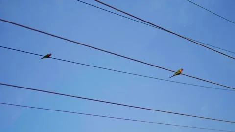 Parrots on Telephone Line Video stock 323040602