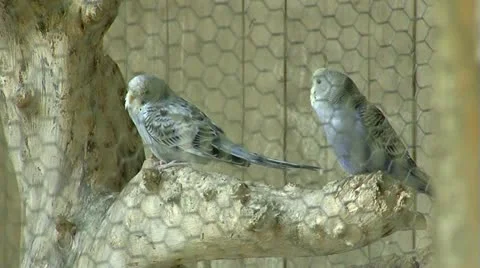 Parrots Tigress Video stock 11240963