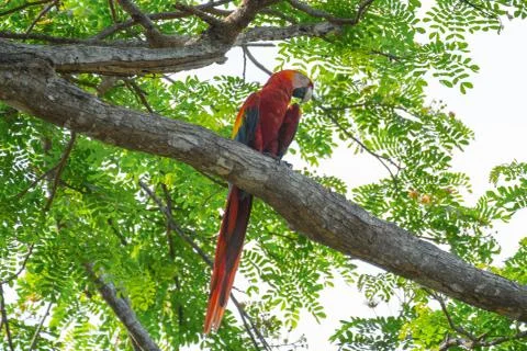 Parrots on the tree Stock Photos
