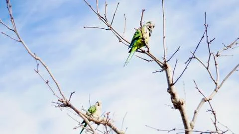 Parrots on a tree. Stock Photos