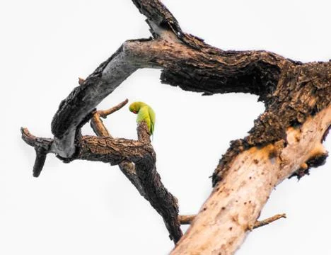 Parrots on the tree. Stock Photos
